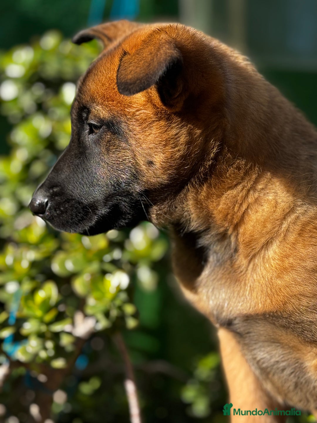 Pastor Belga Malinois perros en venta: Pastor Belga Malinois - Anuncio 5