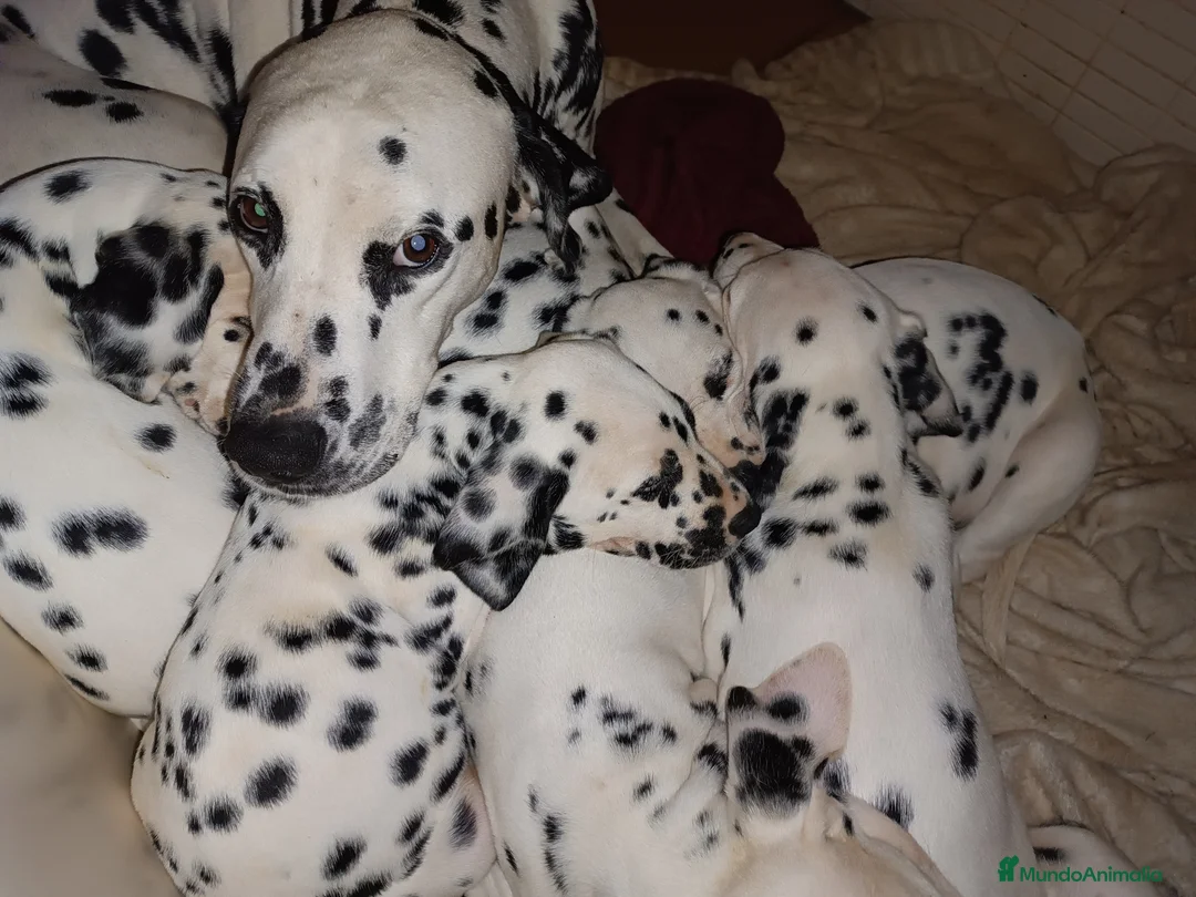 Dálmata perros en venta: Cachorros de dalmatas  - Anuncio 16
