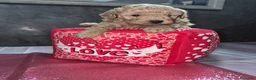 Caniche Toy perros en venta: Impresionantes caniches toy - Anuncio 9