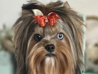 Biewer Yorkshire Terrier a la Pom Pon perros Hembra Yorkshire con ojos azules - Anuncio 1