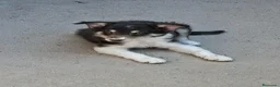 Border Collie perros en venta: Cachorros de border collie - Anuncio 5