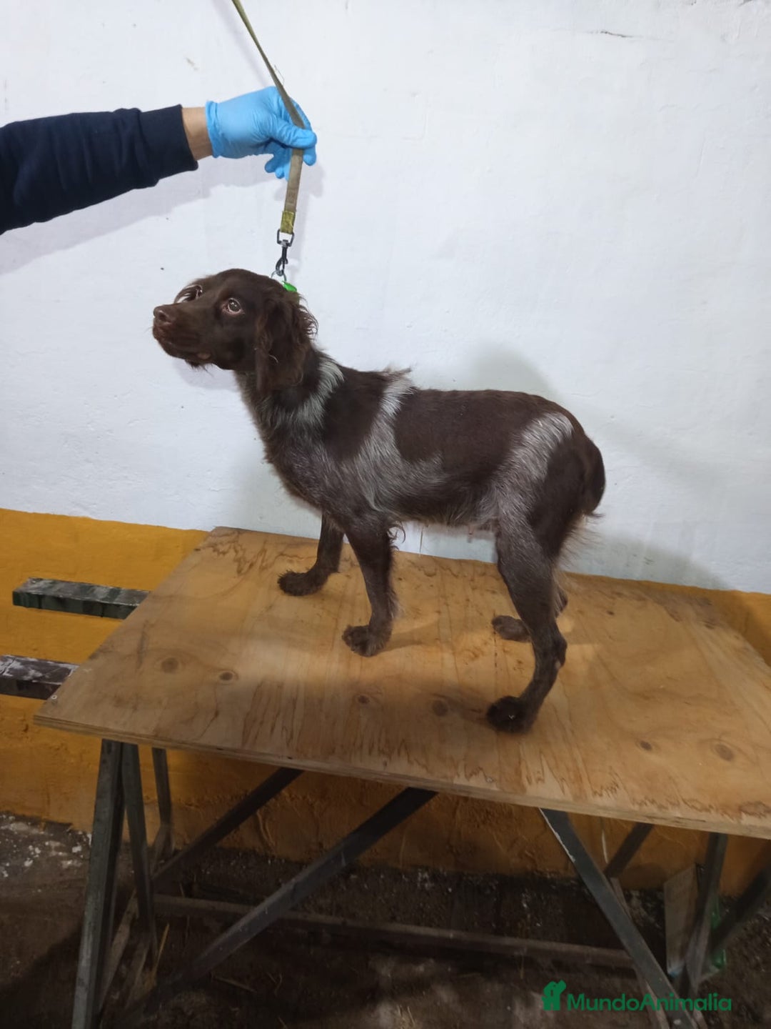 Épagneul Breton perros en venta: Excelentes cachorras spaniel bretón  - Anuncio 2