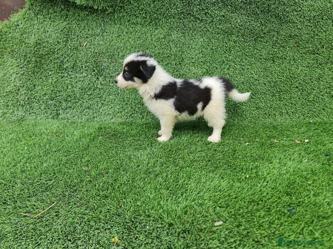 Border Collie perros en venta: Border Collie camada - Imagen 2