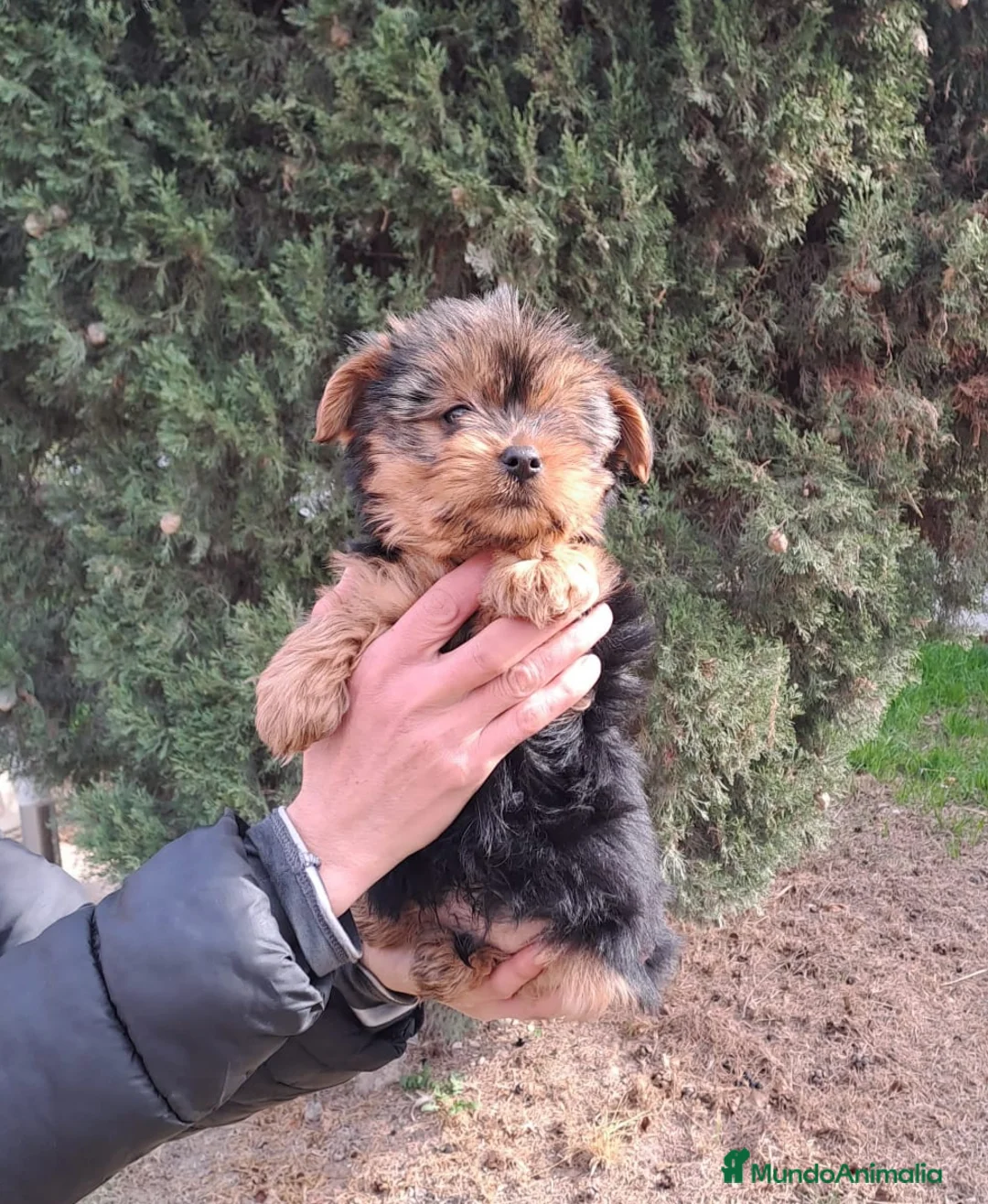 Yorkshire Terrier perros en venta: Yorkshire Terrier - Anuncio 3
