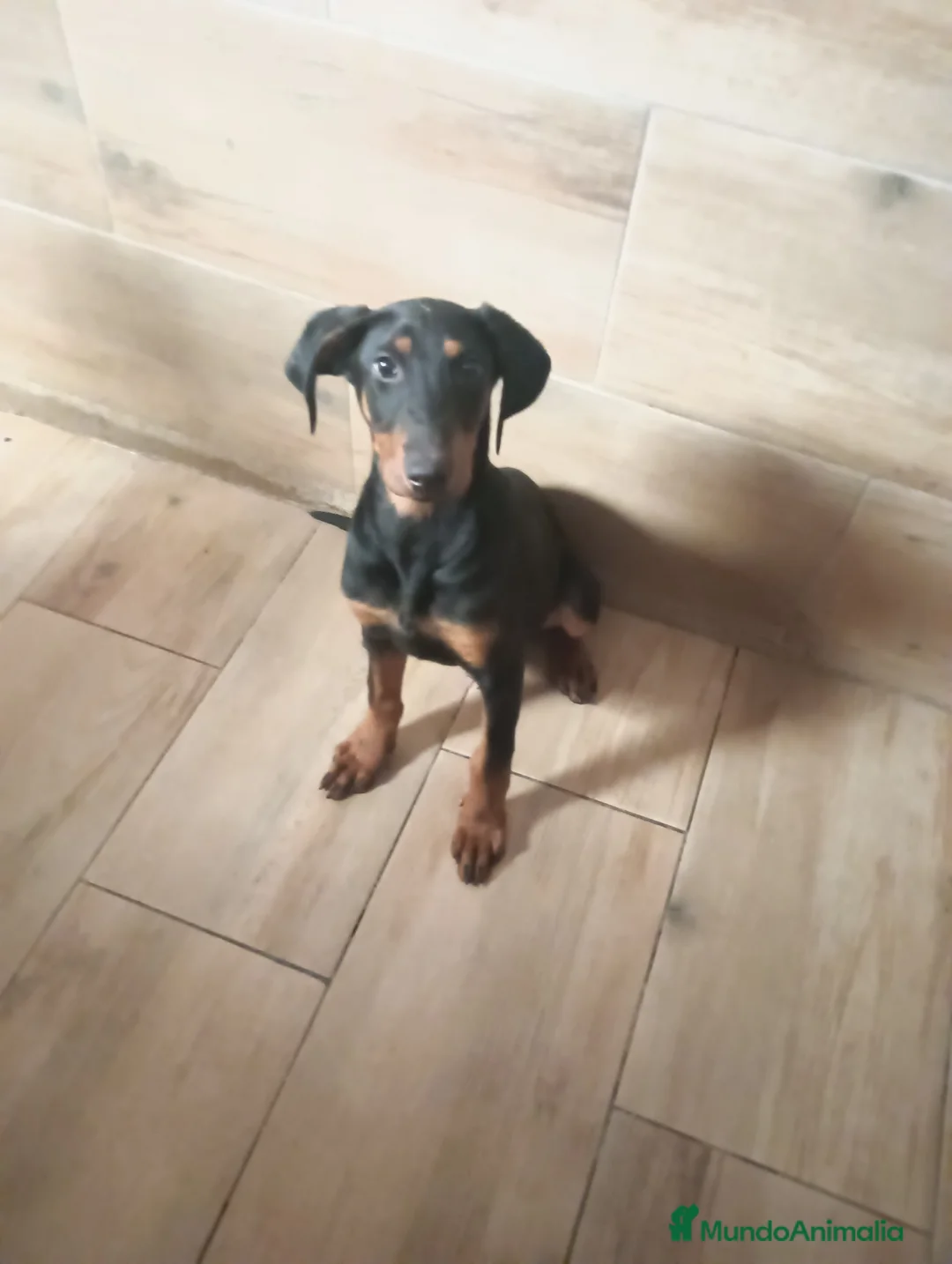 Dobermann perros en venta: Doberman europeos  - Anuncio 2