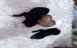 Caniche Toy perros en venta: CANICHE TOY HEMBRAS - Imagen 4