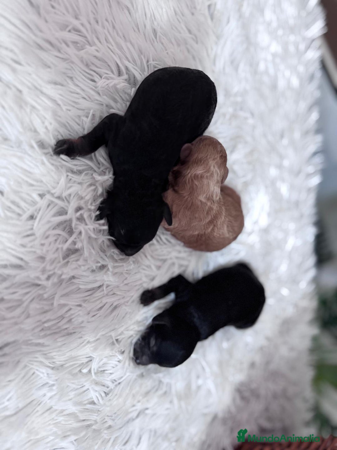Caniche Toy perros en venta: CANICHE TOY HEMBRAS - Imagen 4