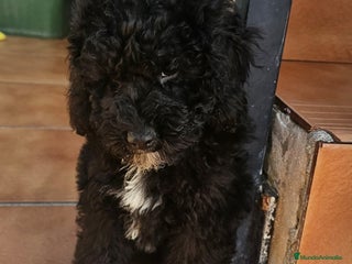 Caniche Toy perros - Anuncio 1