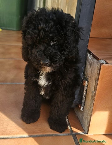 Caniche Toy perros - Anuncio 1