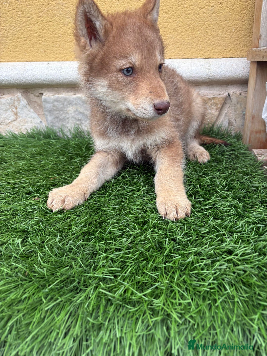 Perro Lobo de Saarloos perros en venta: Perro Lobo Iberico macho rojo  - Anuncio 8