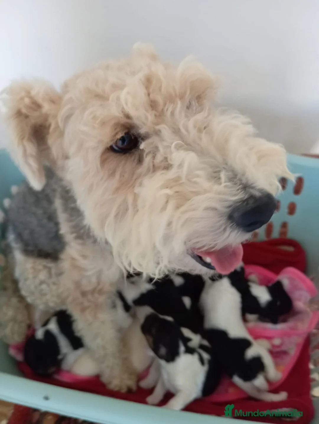 Fox Terrier de Pelo Duro perros en venta: Bebés Foxterrier  - Anuncio 1