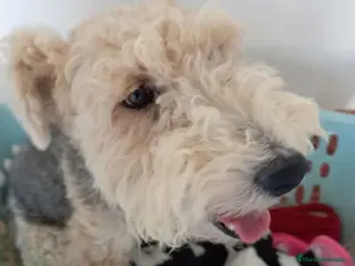 Fox Terrier de Pelo Duro perros Bebés Foxterrier - Anuncio 1