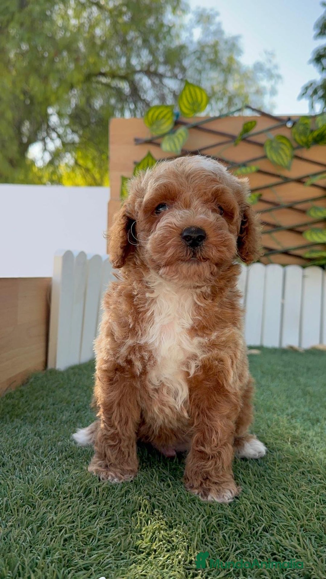 Caniche Toy perros en venta: CANICHE TOY MACHO - Imagen 10