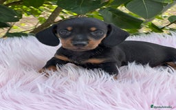 Teckel Miniatura perros en venta: Teckel miniatura  - Imagen 8