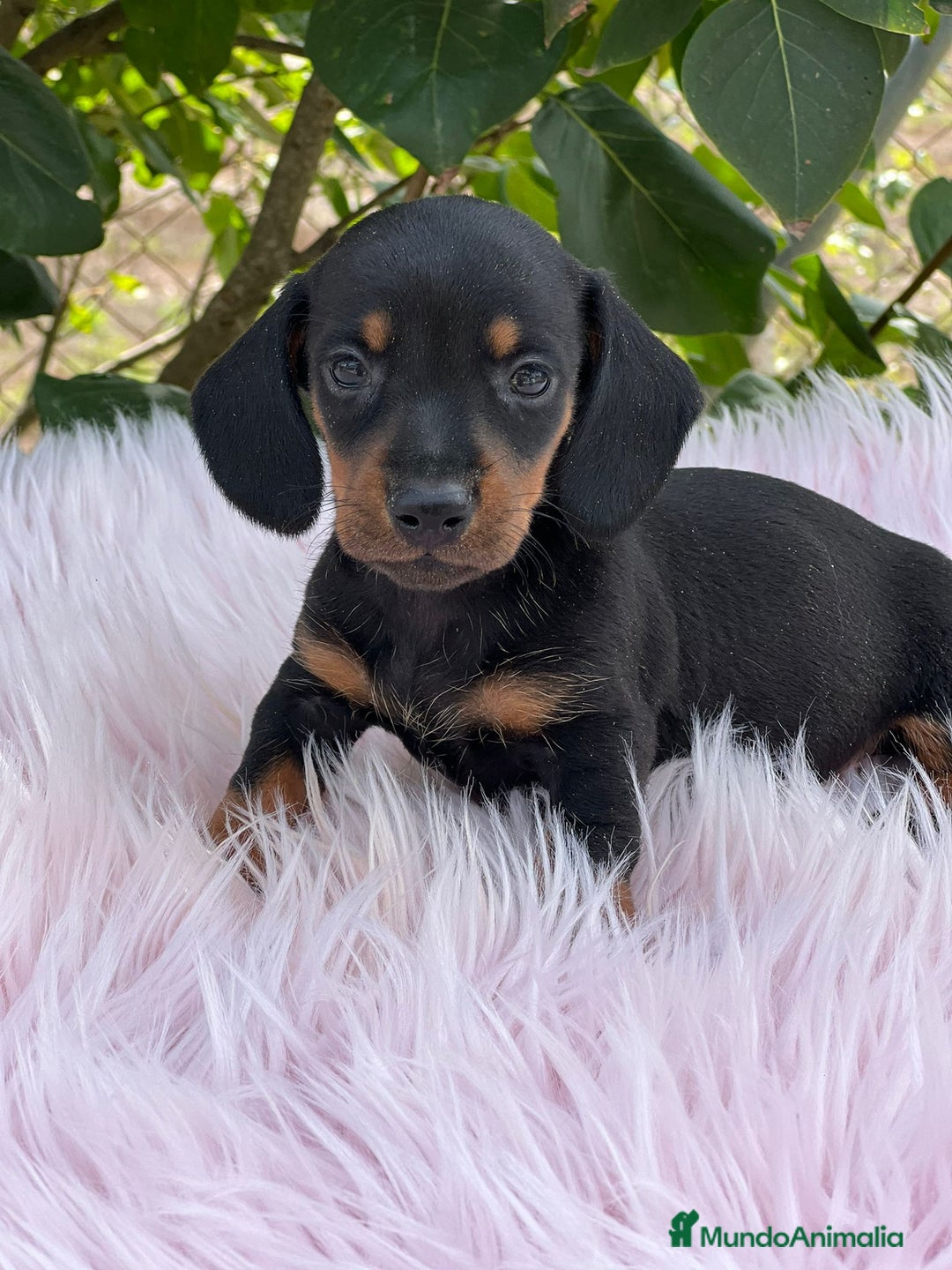 Teckel Miniatura perros en venta: Teckel miniatura  - Imagen 8