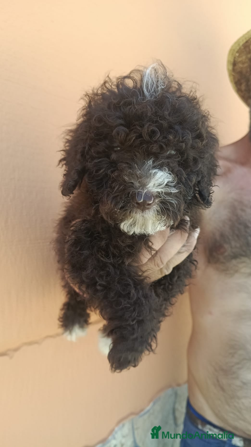 Perro de Agua Español perros Perros de agua chocolate 🐶🐾 - Anuncio 1
