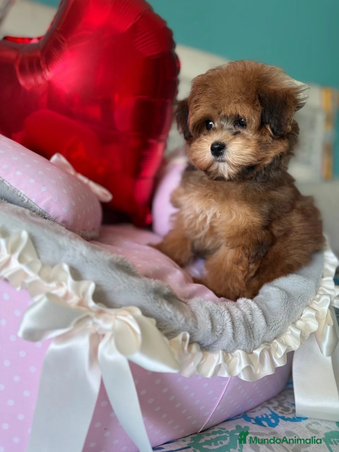 Maltipoo perros en venta: Maltipoo Toy Hembra disponible !!! - Anuncio 6