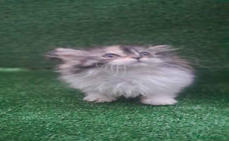 Persa gatos Gata persa - Anuncio 16