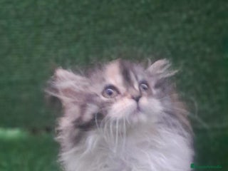 Persa gatos Gata persa - Anuncio 3