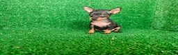 Pinscher Miniatura perros en venta: Pinscher miniatura - Anuncio 14