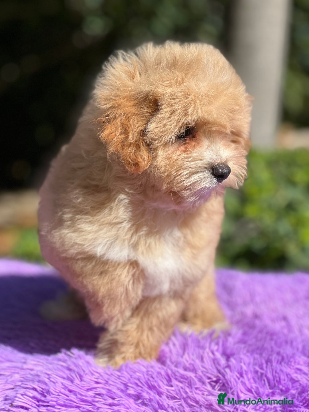 Maltipoo perros en venta: Maltipoo hembra  - Imagen 6