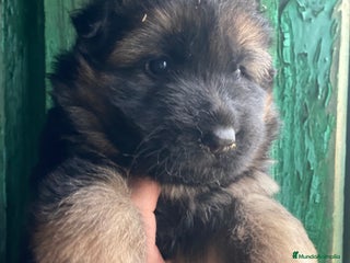 Pastor Alemán perros Cachorras de pastor alemán pelo largo - Anuncio 1