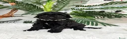 Caniche Enano perros en venta: CANICHE 🎀 - Anuncio 6
