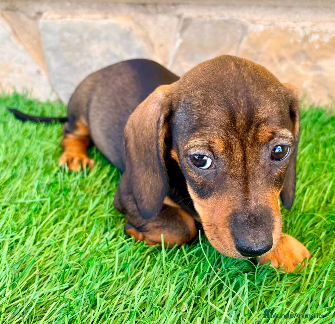 Teckel Miniatura perros en venta: Teckel Miniatura Hoja - Anuncio 2