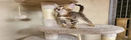 Bengalí gatos en venta: Camada Bengalí spotted - Anuncio 3