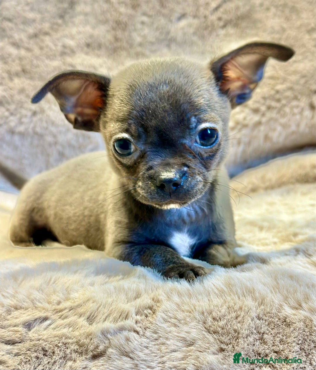 Chihuahua perros en venta: Chihuahua Blue sólido Toy  - Anuncio 8