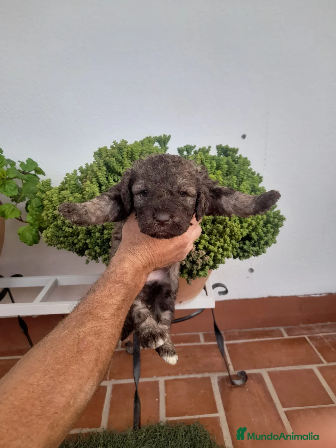 Perro de Agua Español perros en venta: Excelente camada Perro de Agua Español  - Anuncio 6