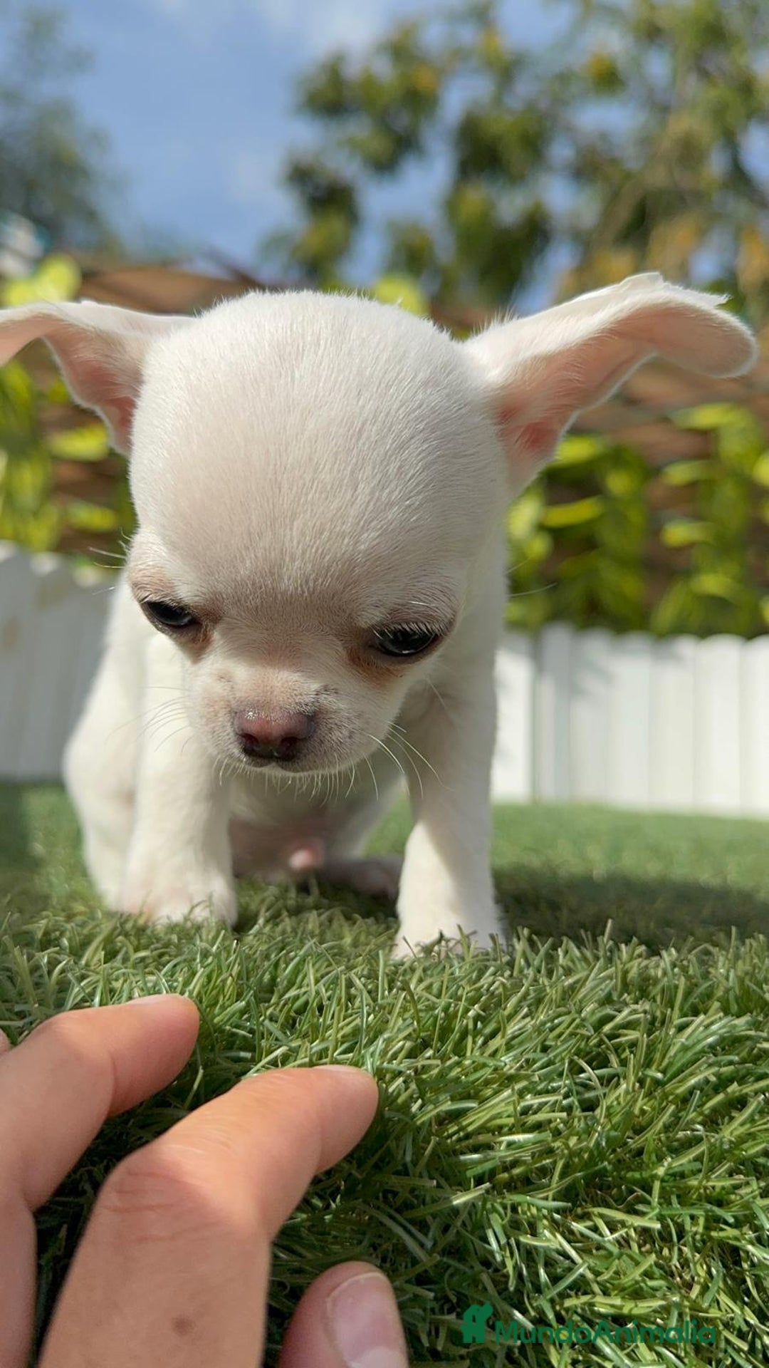 Chihuahua perros en venta: CHIHUAHUA MACHO - Imagen 12