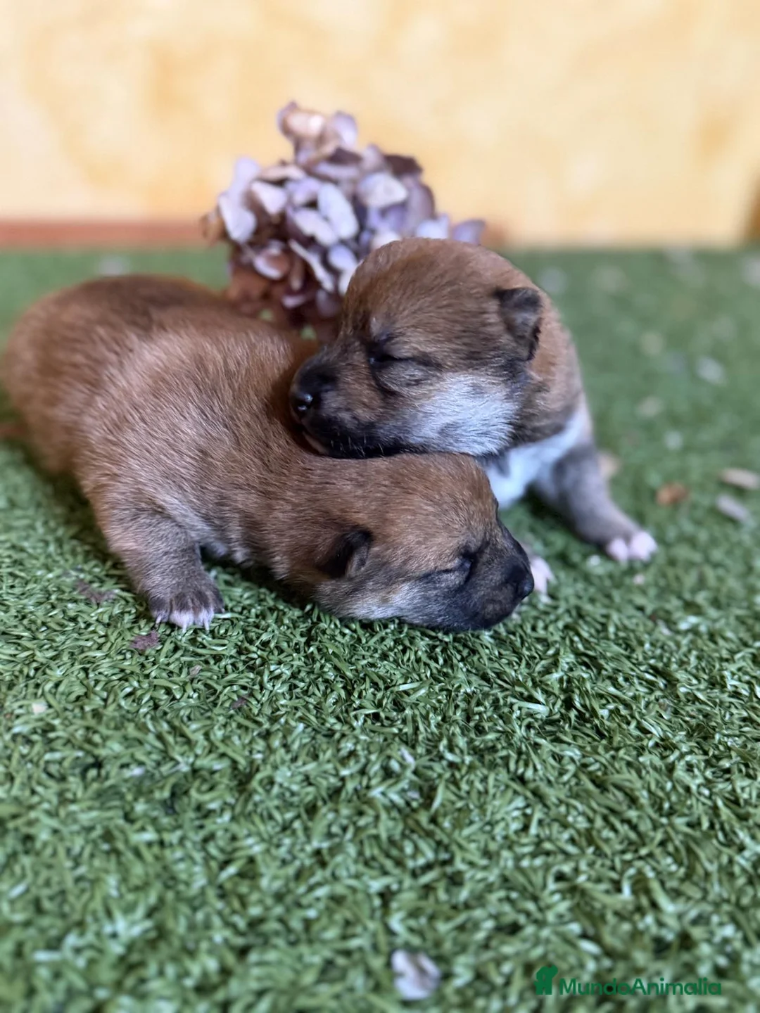 Shiba Inu perros en venta: Shiba Inu  - Anuncio 8