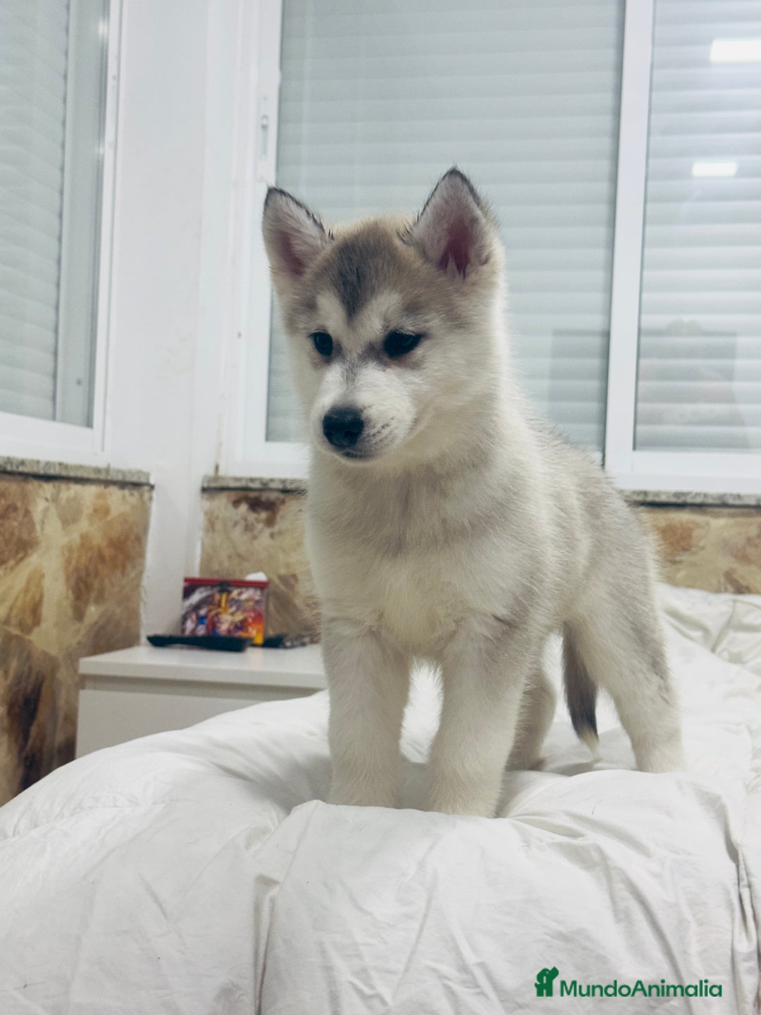 Husky Siberiano perros en venta: Preciosa camada husky siberiano - Anuncio 3