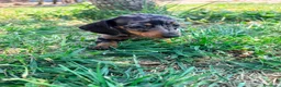 Teckel Miniatura perros en venta: Teckel Kaninchen - Anuncio 4