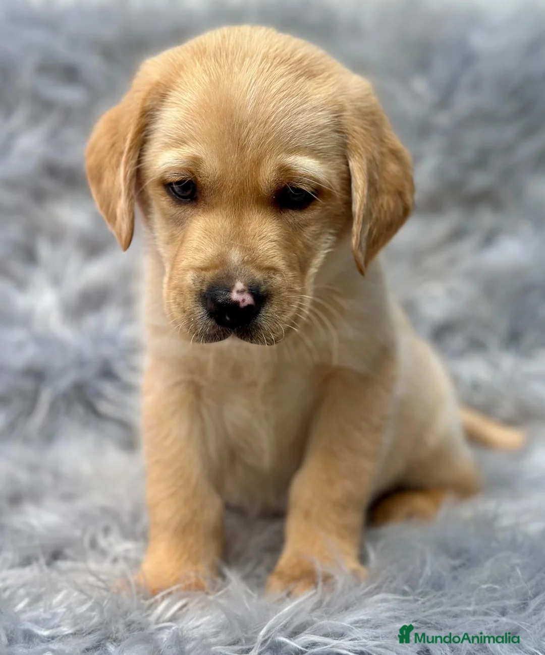 Labrador Retriever perros en venta: Labrador - Anuncio 5