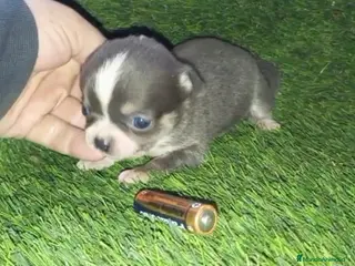 Chihuahua perros Chihuhua blue - Anuncio 5