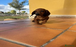 Teckel perros en venta: Teckel kaninchen merle chocolate diluido - Anuncio 17