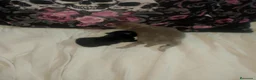 Pomchi perros en venta: Pomchi lilac y negro  - Anuncio 7
