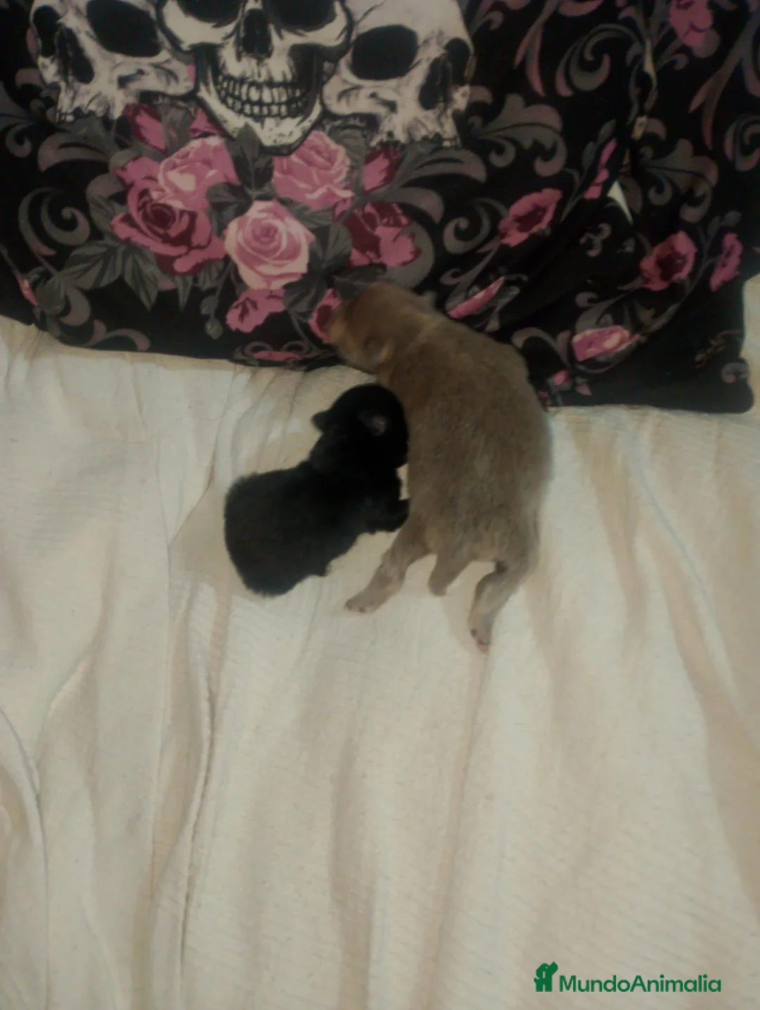 Pomchi perros en venta: Pomchi lilac y negro  - Anuncio 7