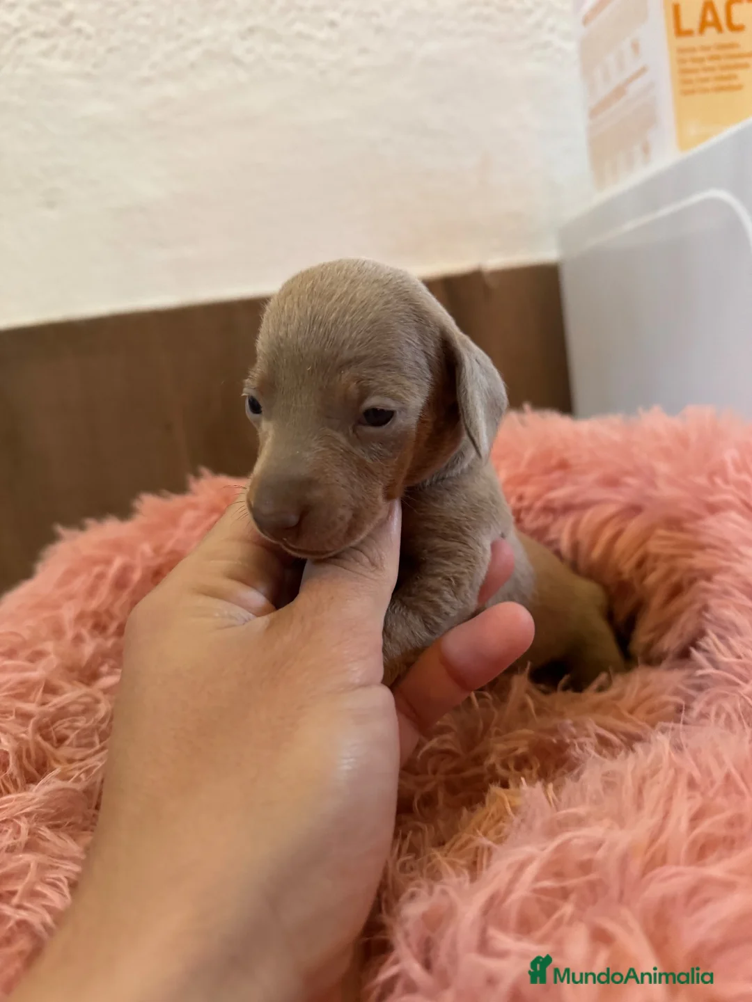Teckel Miniatura perros en venta: teckel  - Anuncio 2