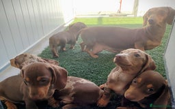 Teckel perros en venta: Teckel chocolate y Arlequín  - Imagen 17