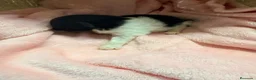 Pomerania perros en venta: Pomerania - Anuncio 9