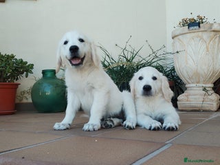 Golden Retriever perros en Madrid - Anuncio 16