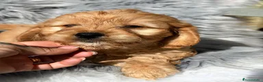 Cavapoo 1