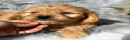 Cavapoo perros en venta: Cavapoo macho apricot - Anuncio 5