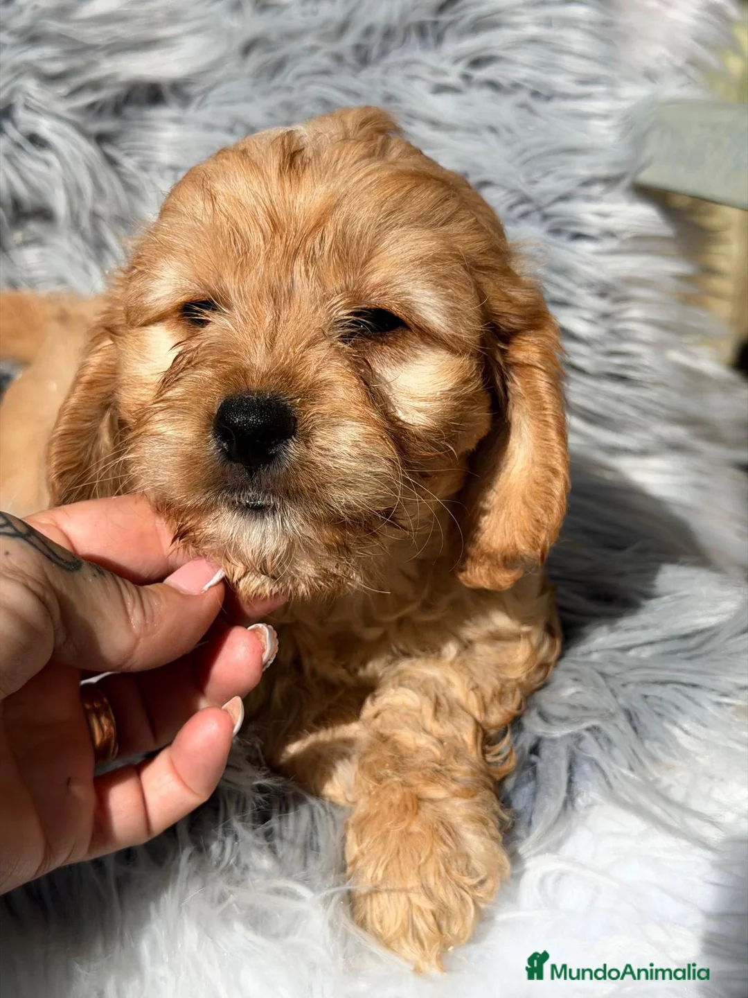 Cavapoo perros en venta: Cavapoo macho apricot - Anuncio 5
