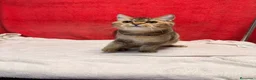 Británico de Pelo Corto gatos en venta: Monísimo British Golden Tabby Negro  - Anuncio 5