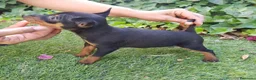 Pinscher Miniatura perros en venta: Pinscher Mini Calidad y Belleza - Anuncio 3