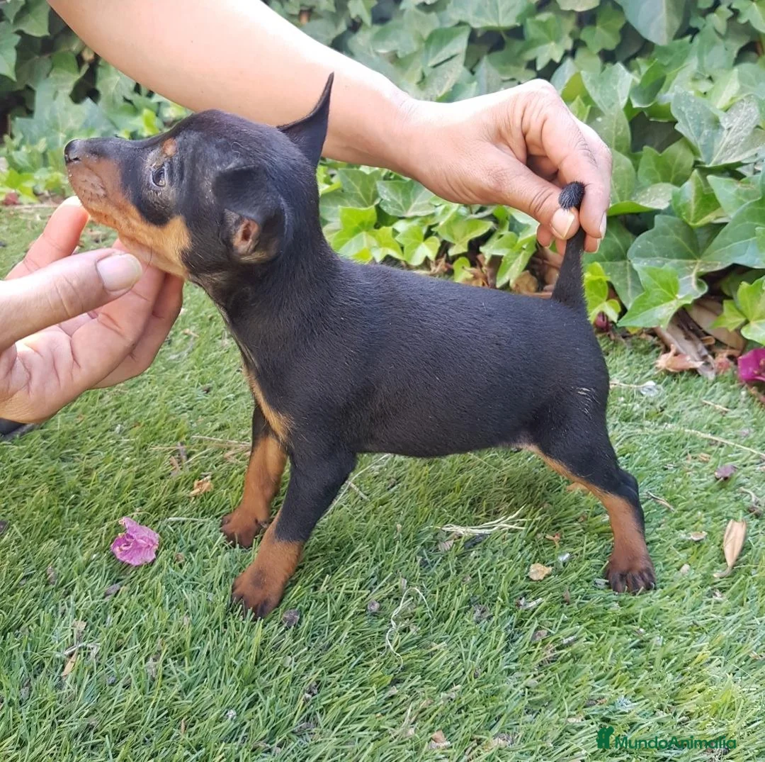 Pinscher Miniatura perros en venta: Pinscher Mini Calidad y Belleza - Anuncio 3